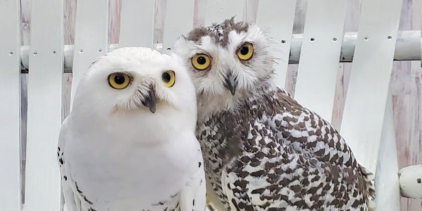 あうるぱーく フクロウカフェ池袋 - 画像5