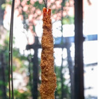 駿河の海と郷土の「旬」をここに