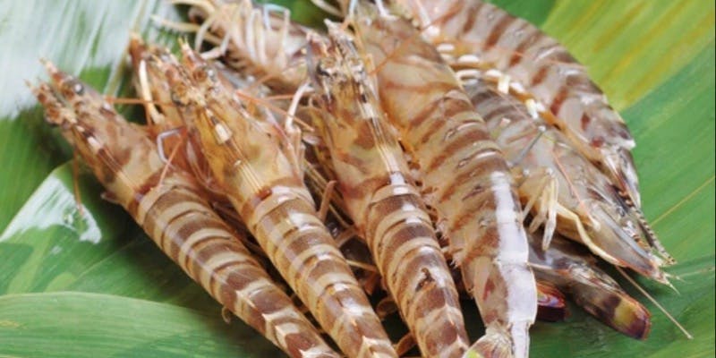 【至高コース】　三河一色産鰻の天麩羅含む　全18品（個室確約）