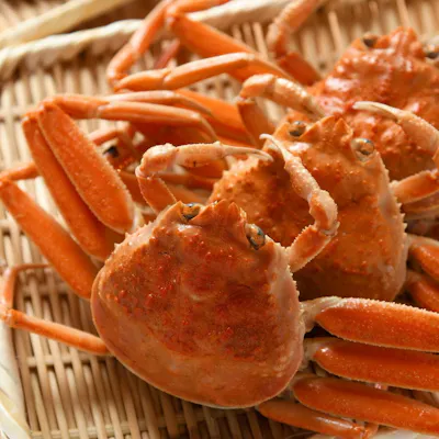 愛知県の海で獲れた季節の食材