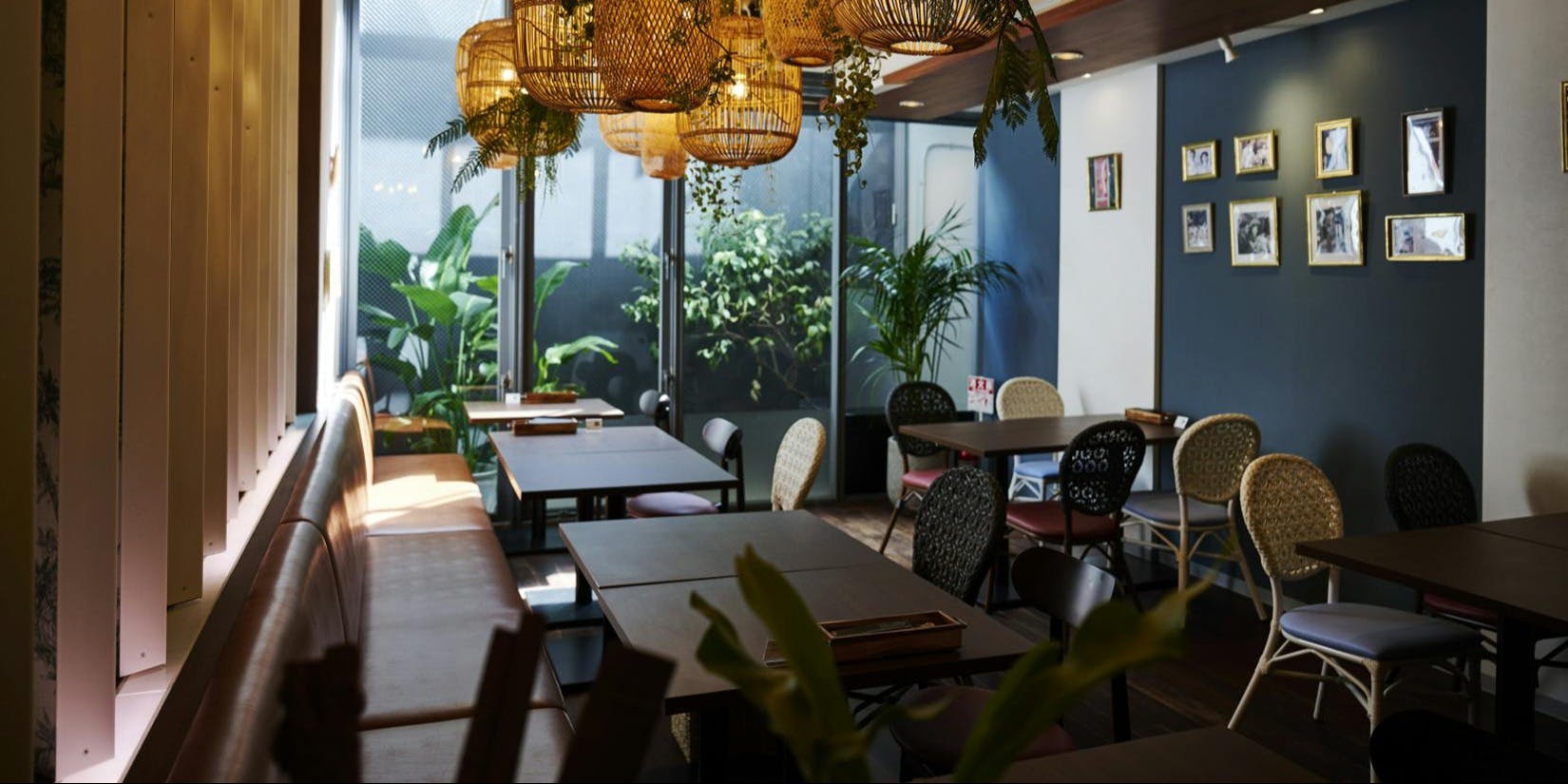 Butterfly Pea - 画像2