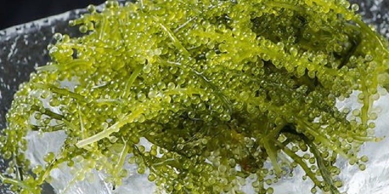 あぐー豚しゃぶしゃぶ専門店 オーシャンBOO! 読谷村本店 - 画像5