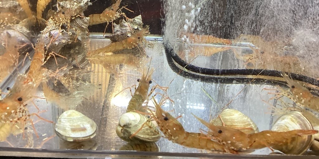 津軽海峡鮮魚店 - 画像4