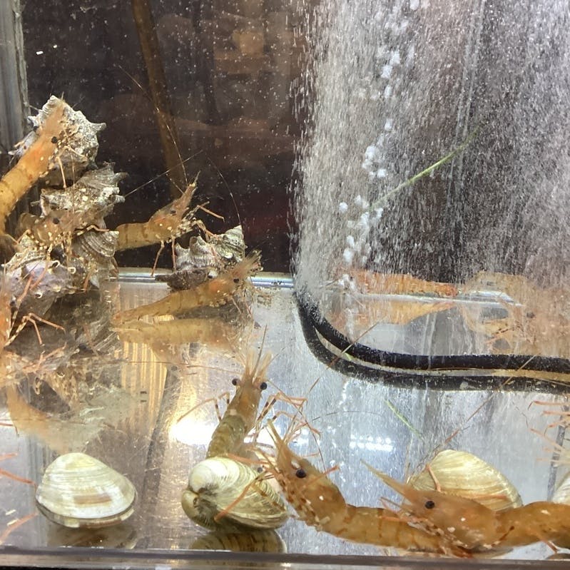 店頭の大型水槽で泳ぐ新鮮な魚介