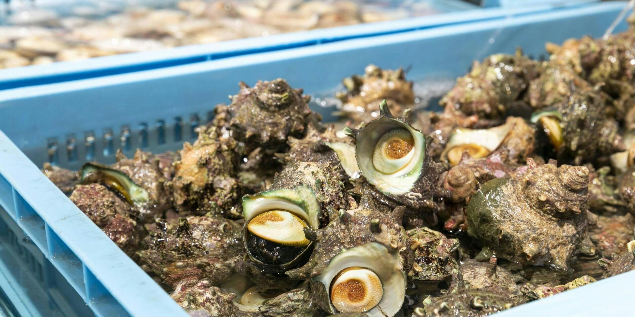 魚太郎浜焼きバーベキュー ラグーナ蒲郡店 - 画像3