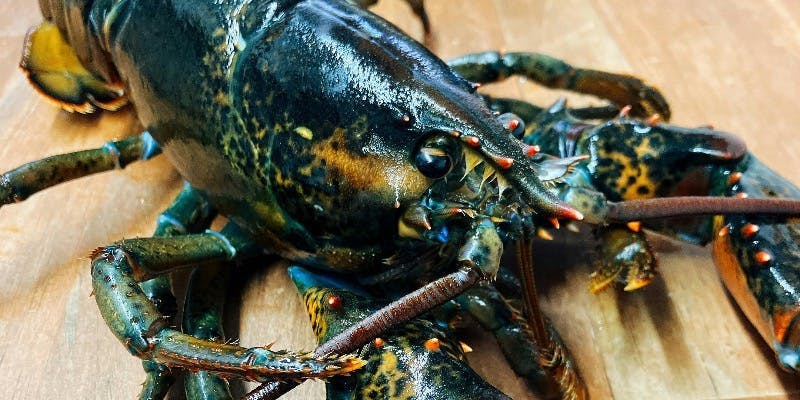 【スペシャルコース】メインは豪華！活けオマール海老（全6品～）　※オマール海老は季節で価格変動あり