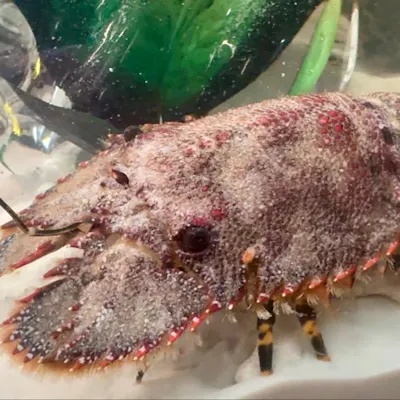 宮崎の海を海水ごと店内へ。ご注文の度に活きた鮮魚を活魚水槽からご提供