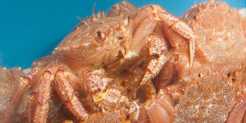 蟹入りおまかせコース  全7品＋2時間飲み放題付き