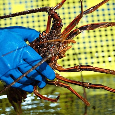 一年を通して極上の伊勢海老を、鮮度こそが、旨さの証