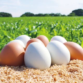 ひと玉300円のブランド卵「青玉」「赤玉」