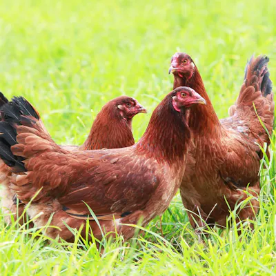 放し飼いでのびのびと育てられた比内地鶏