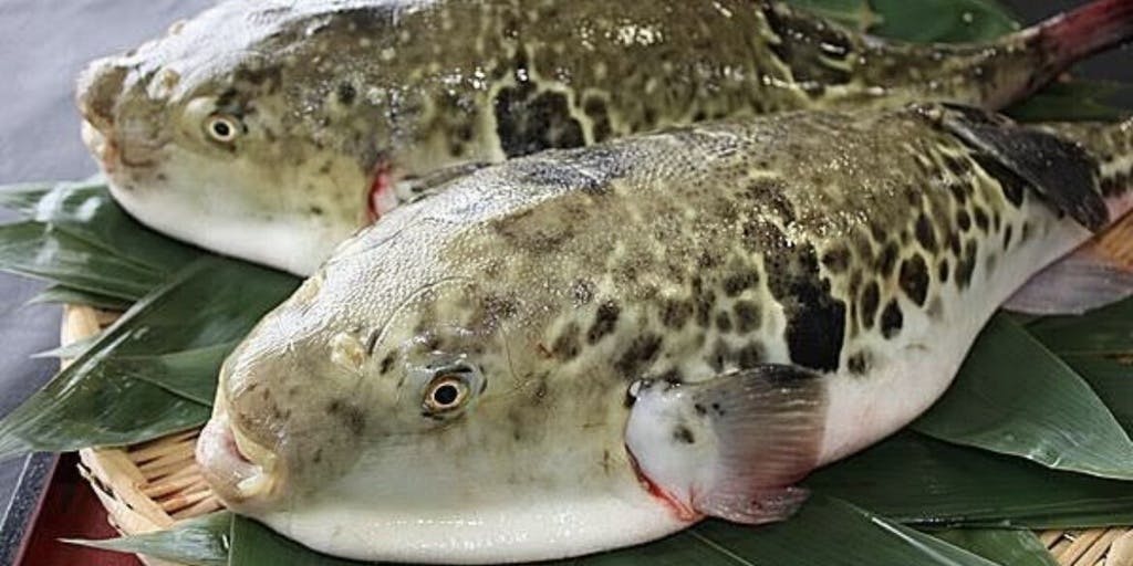 割烹 煌 KOH - 画像3