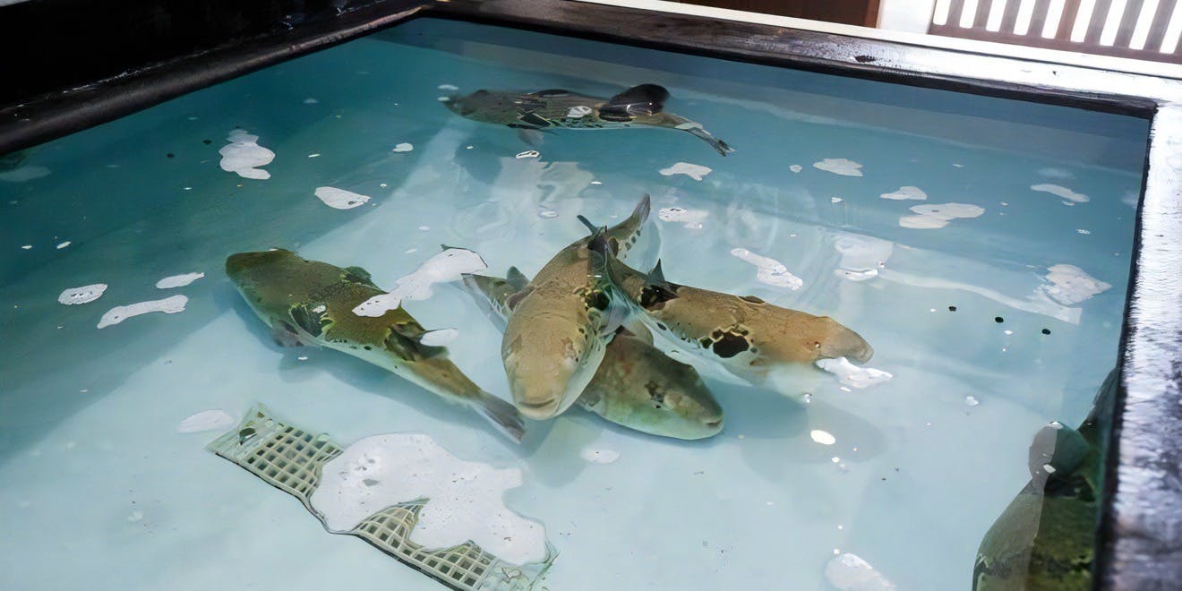 蟹ふぐ 雪月花 - 画像2