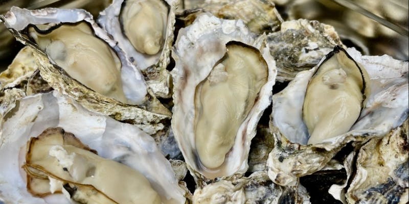 【生牡蠣堪能コース】旬の厳選生牡蠣食べ放題120分