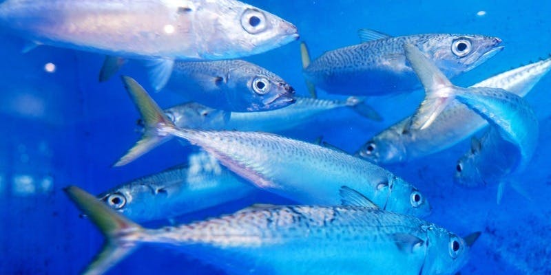 さかな酒場 魚星 兵庫南口店 - 画像5