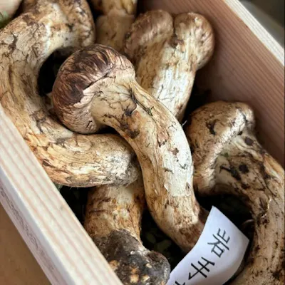 季節の食材を活かしたこだわりの料理