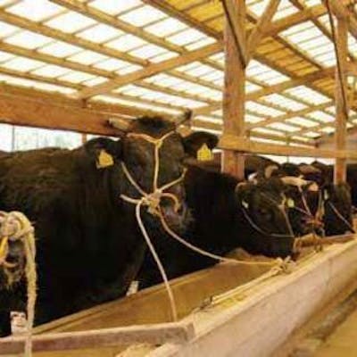 生産者直送の新鮮な黒毛和牛