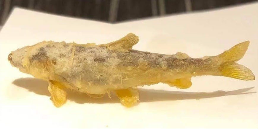 天ぷら佐藤 - 画像5