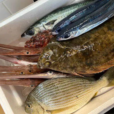 新鮮魚介が主役、神奈川・佐島漁港で毎朝仕入れ