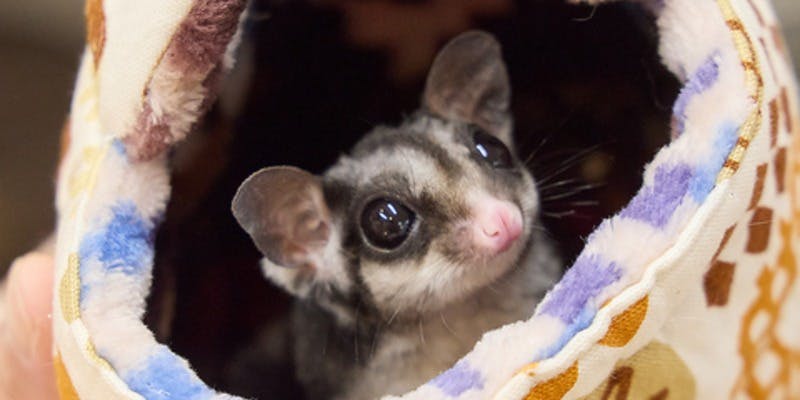 小動物カフェロックスターなんばパークス店 - 画像1