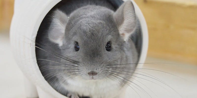 小動物カフェロックスターなんばパークス店 - 画像2