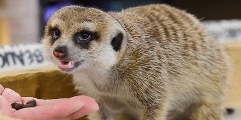 小動物カフェロックスターなんばパークス店 - 画像4