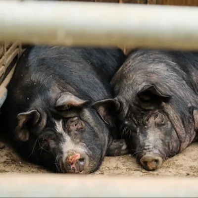 ここでしか味わえない、自家飼育の肉料理