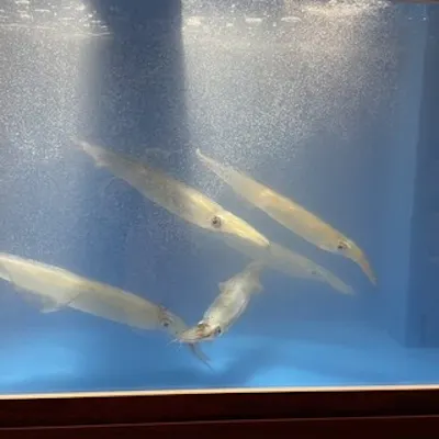 生け簀で泳ぐ新鮮なイカの活き造り