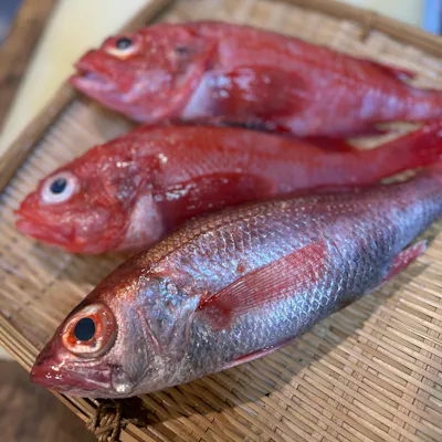 大分の海が育む旬の魚を一貫に、本物志向のグルメが集う鮨処
