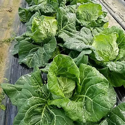山口の銘酒「獺祭」やウィスキー、自社農園野菜へのこだわり