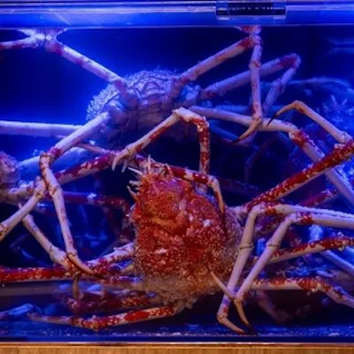 相模湾の深海に眠る、幻の地蟹を銀座で。