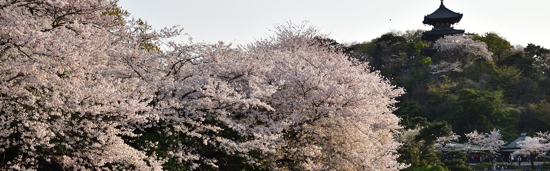 21年 神奈川お花見で行きたい桜名所 神奈川お花見におすすめ人気スポット選 一休 Comレストラン