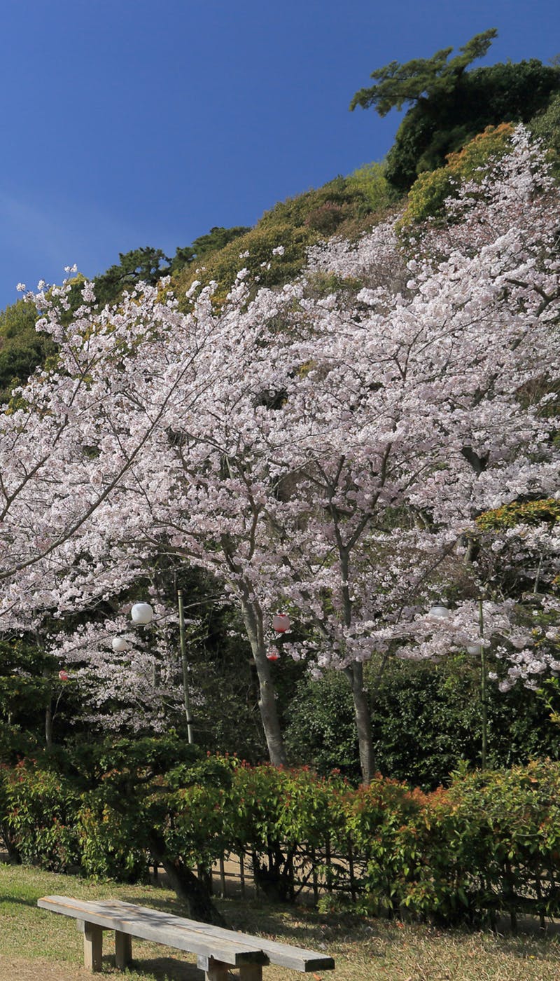 21年 四国お花見で行きたい桜名所 四国お花見におすすめ人気スポット30選 一休 Comレストラン