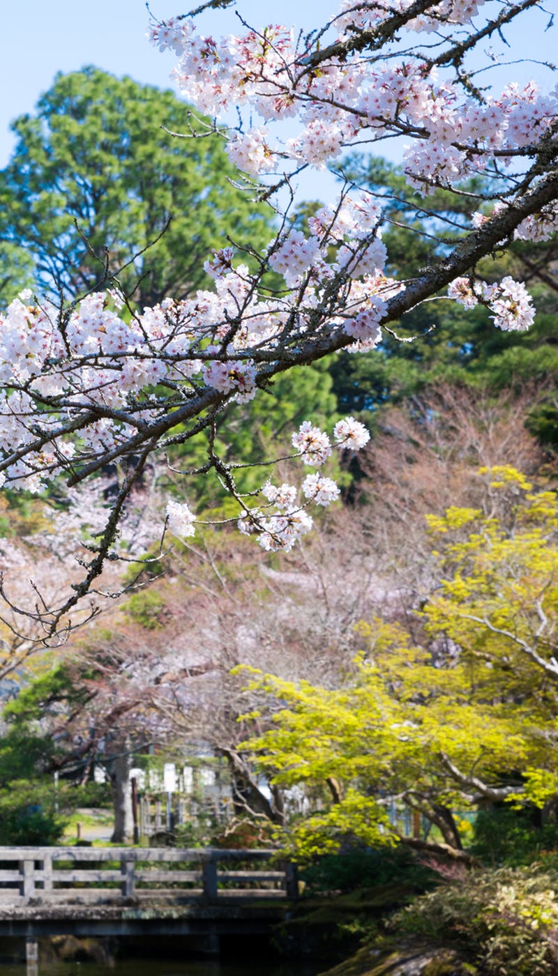 21年 千葉お花見で行きたい桜名所 千葉お花見におすすめ人気スポット10選 一休 Comレストラン