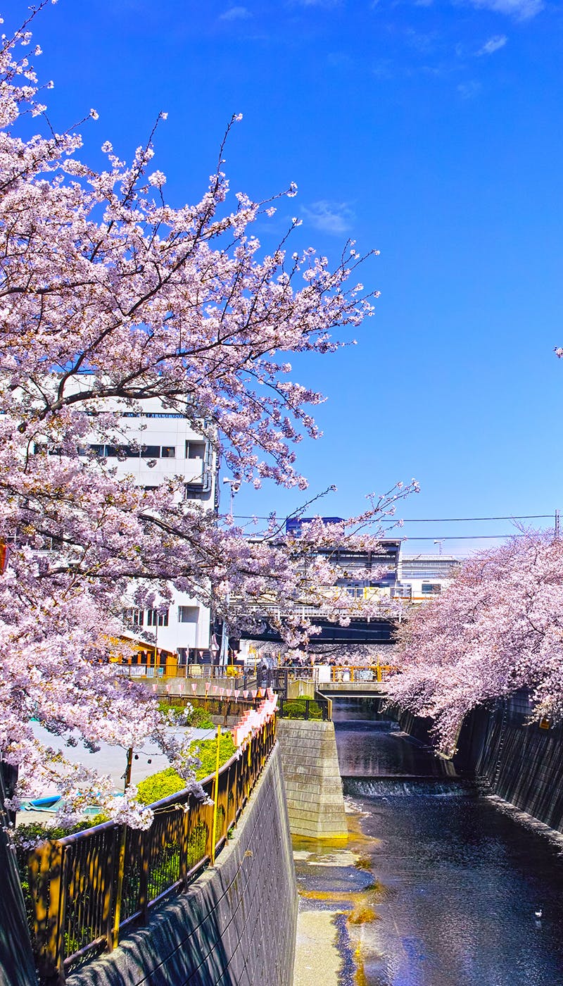 22年 東京お花見で行きたい桜名所 東京お花見におすすめ人気スポット30選 一休 Comレストラン