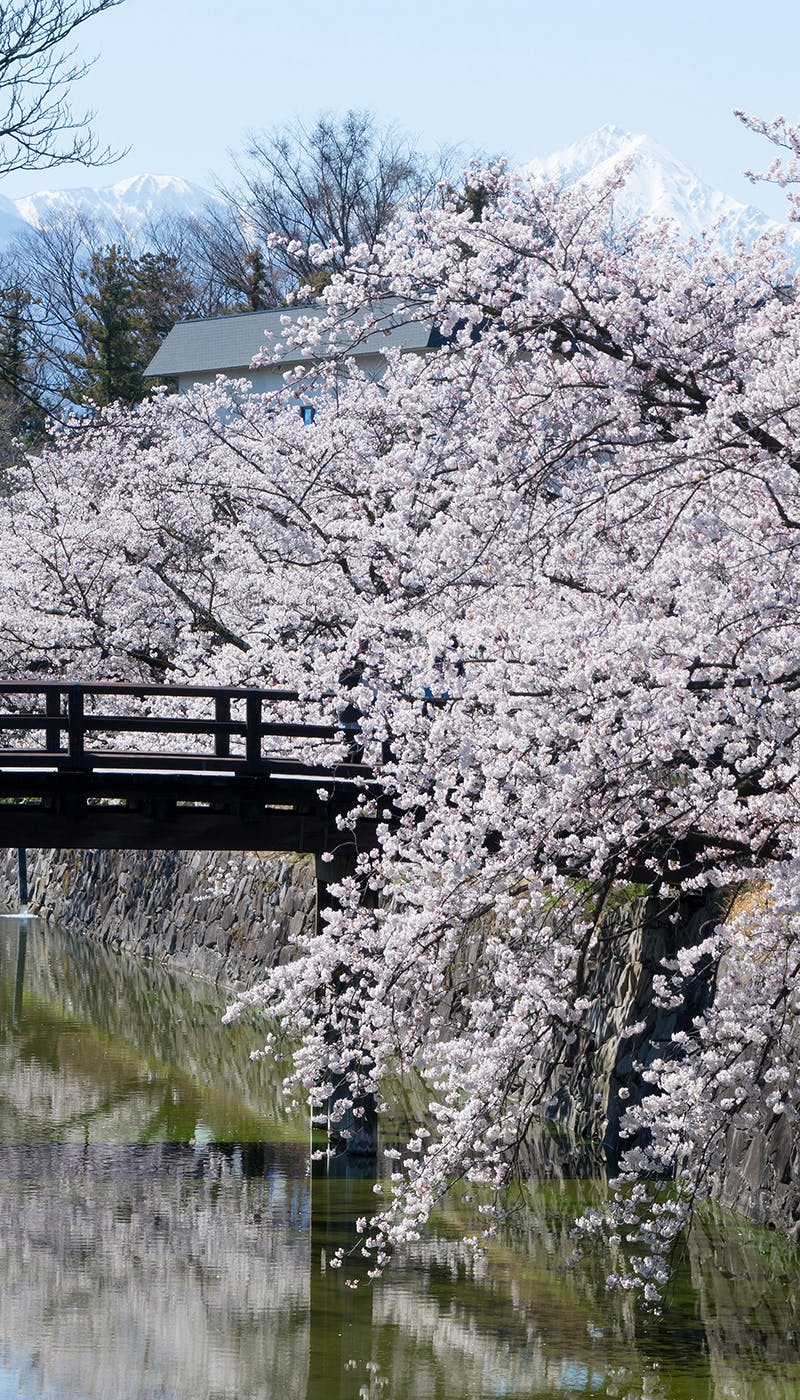 22年 長野お花見で行きたい桜名所 長野お花見におすすめ人気スポット11選 一休 Comレストラン