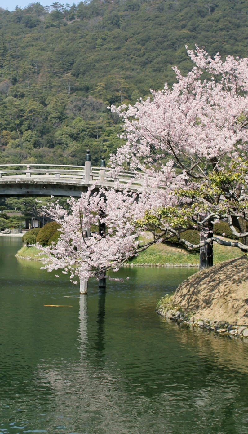 21年 香川お花見で行きたい桜名所 香川お花見におすすめ人気スポット12選 一休 Comレストラン