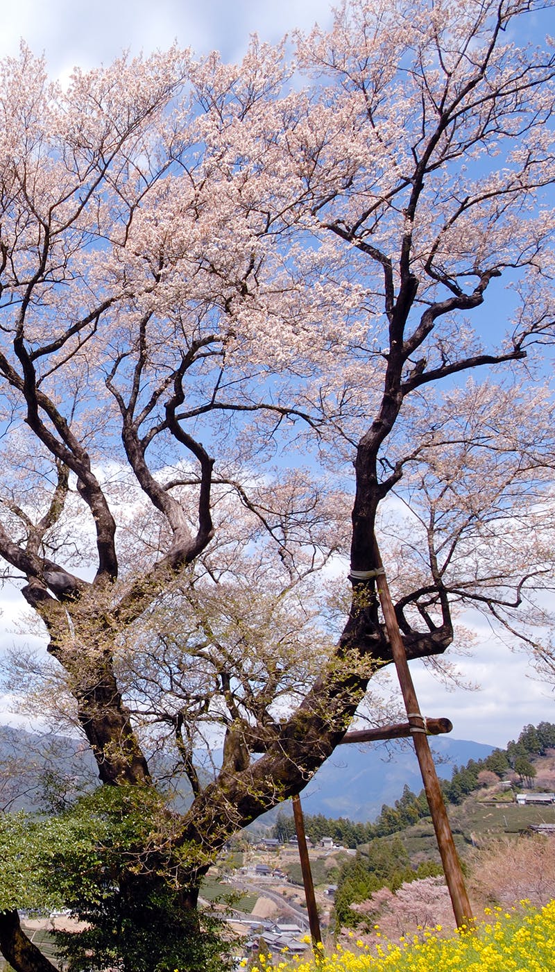 22年 高知お花見で行きたい桜名所 高知お花見におすすめ人気スポット13選 一休 Comレストラン