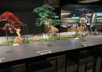 六本木で味わう極上マグロの饗宴