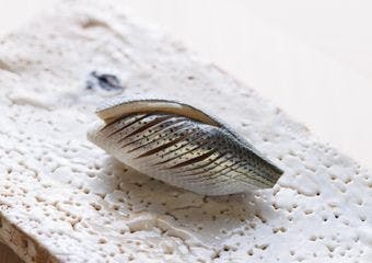 大将の技と旬の素材が織りなす極上の江戸前寿司と和の逸品を心ゆくまで堪能