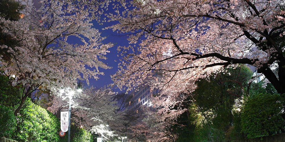プリンスホテルグループ 桜まつり18 広大な日本庭園に咲く種約230本の 桜 と共に愉しむ春の美食 一休 Comレストラン
